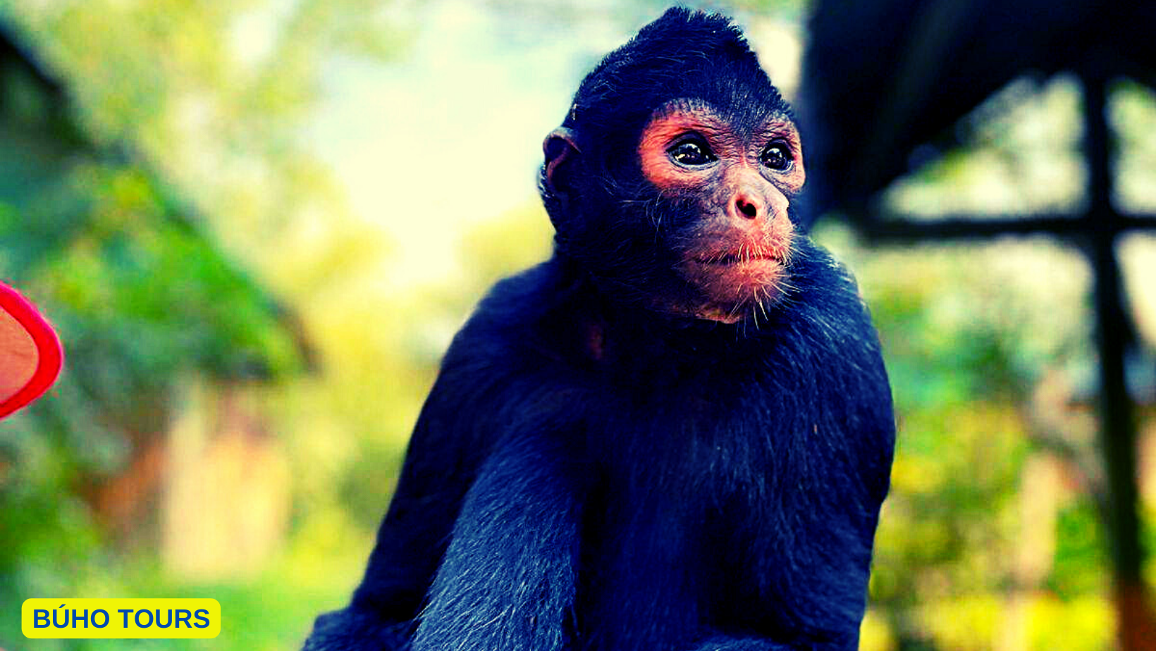 Parque Nacional del Manu y Cómo Llegar